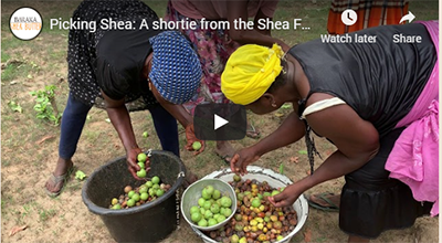 Picking Shea: A shortie from the Shea Forest