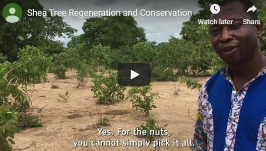 Shea Tree Regeneration and Conservation